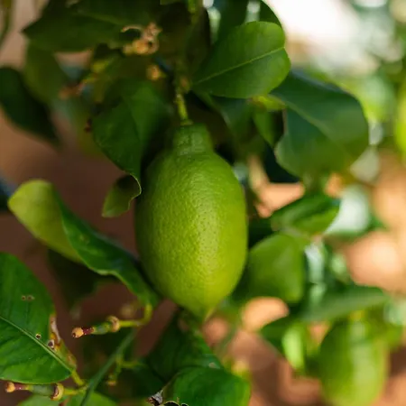 Citadela * Lussingrande